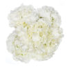 ivory-bunch-hydrangea-silk-flowers