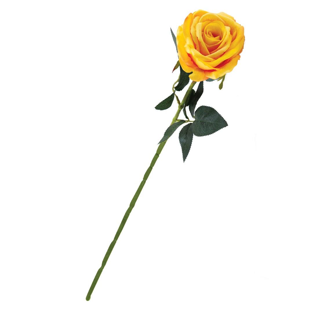 single yellow roses